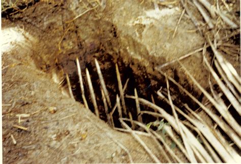 pungee sticks|punji stick trap.